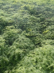 Gleichenia polypodioides