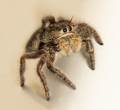 Phidippus whitmani