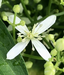 Clematis flammula