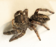 Phidippus whitmani