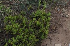 Crassula cultrata