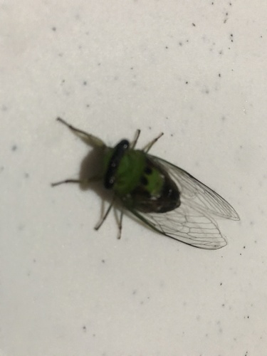 Diceroprocta oleacea