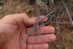 Crassula muscosa muscosa