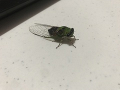 Diceroprocta oleacea