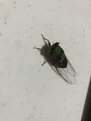 Diceroprocta oleacea