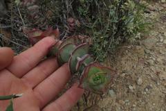 Crassula perforata perforata