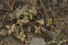 Crassula rupestris rupestris