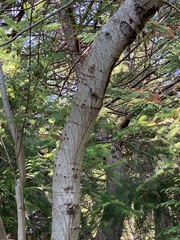 Sphyrapicus ruber