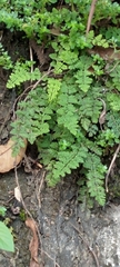 Cheilanthes chusana