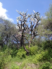 Opuntia jaliscana