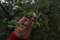 Diospyros lycioides lycioides