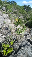 Tecoma stans velutina