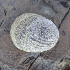 Nerita chamaeleon