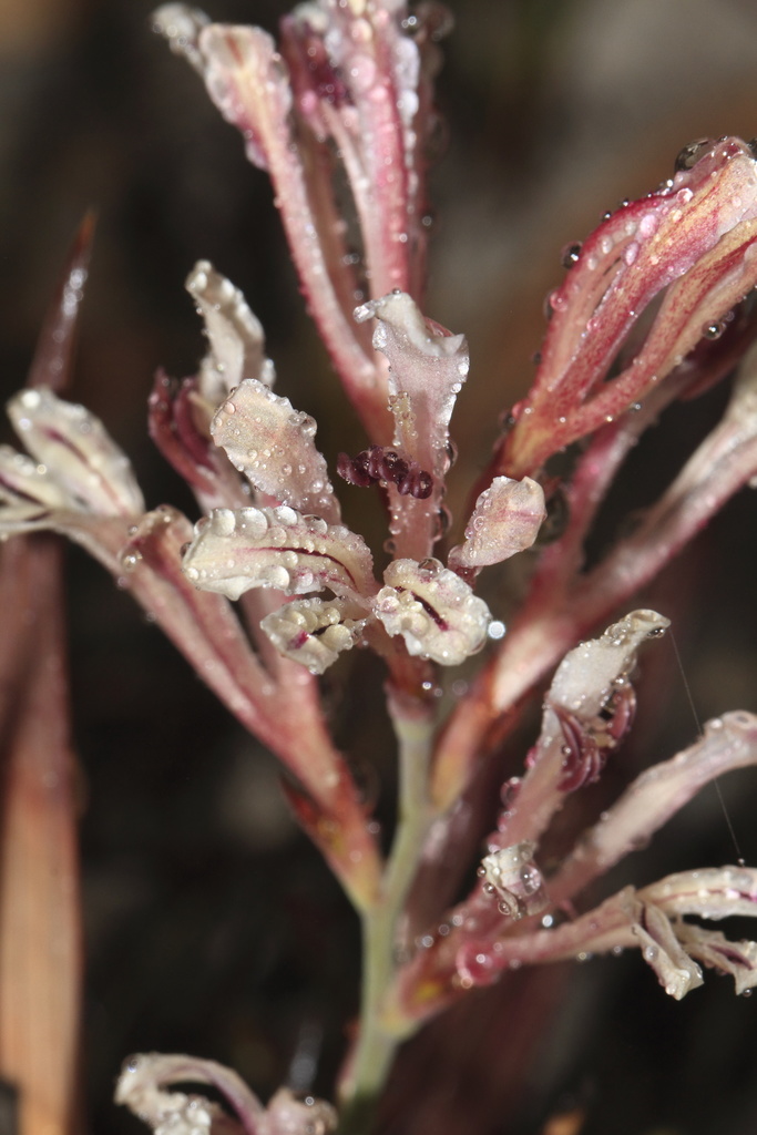 Broad Reedpipe