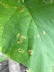 Amauromyza pleuralis