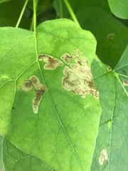 Amauromyza pleuralis