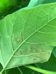 Amauromyza pleuralis