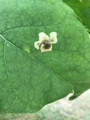 Amauromyza pleuralis