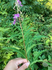 Chamaenerion angustifolium