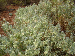 Atriplex lindleyi