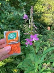 Chamaenerion angustifolium