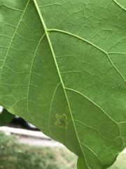 Amauromyza pleuralis