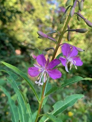 Chamaenerion angustifolium