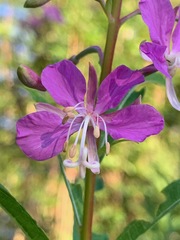 Chamaenerion angustifolium