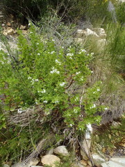 Pelargonium ribifolium