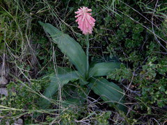 Veltheimia capensis