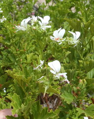 Pelargonium ribifolium
