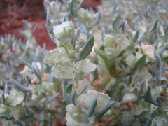 Atriplex lindleyi