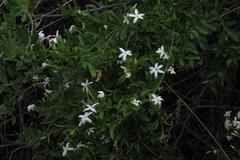 Jasminum angulare