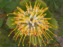 Leucospermum praecox