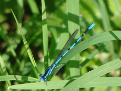 Argia tarascana