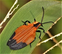 Lycus melanurus