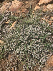 Euphorbia polycarpa polycarpa
