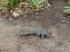 Sciurus carolinensis