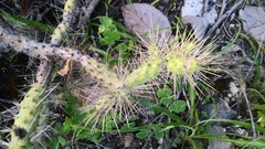 Opuntia pumila