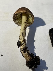 Lepiota elaiophylla