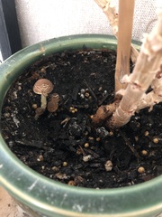 Lepiota elaiophylla