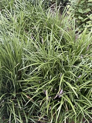 Liriope spicata
