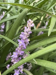 Liriope spicata