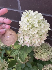 Hydrangea macrophylla