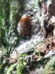 Propalticus