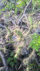 Opuntia pumila