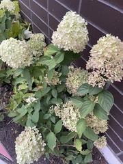 Hydrangea macrophylla
