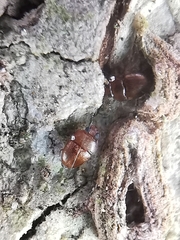 Propalticus