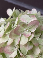 Hydrangea macrophylla