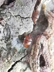 Propalticus